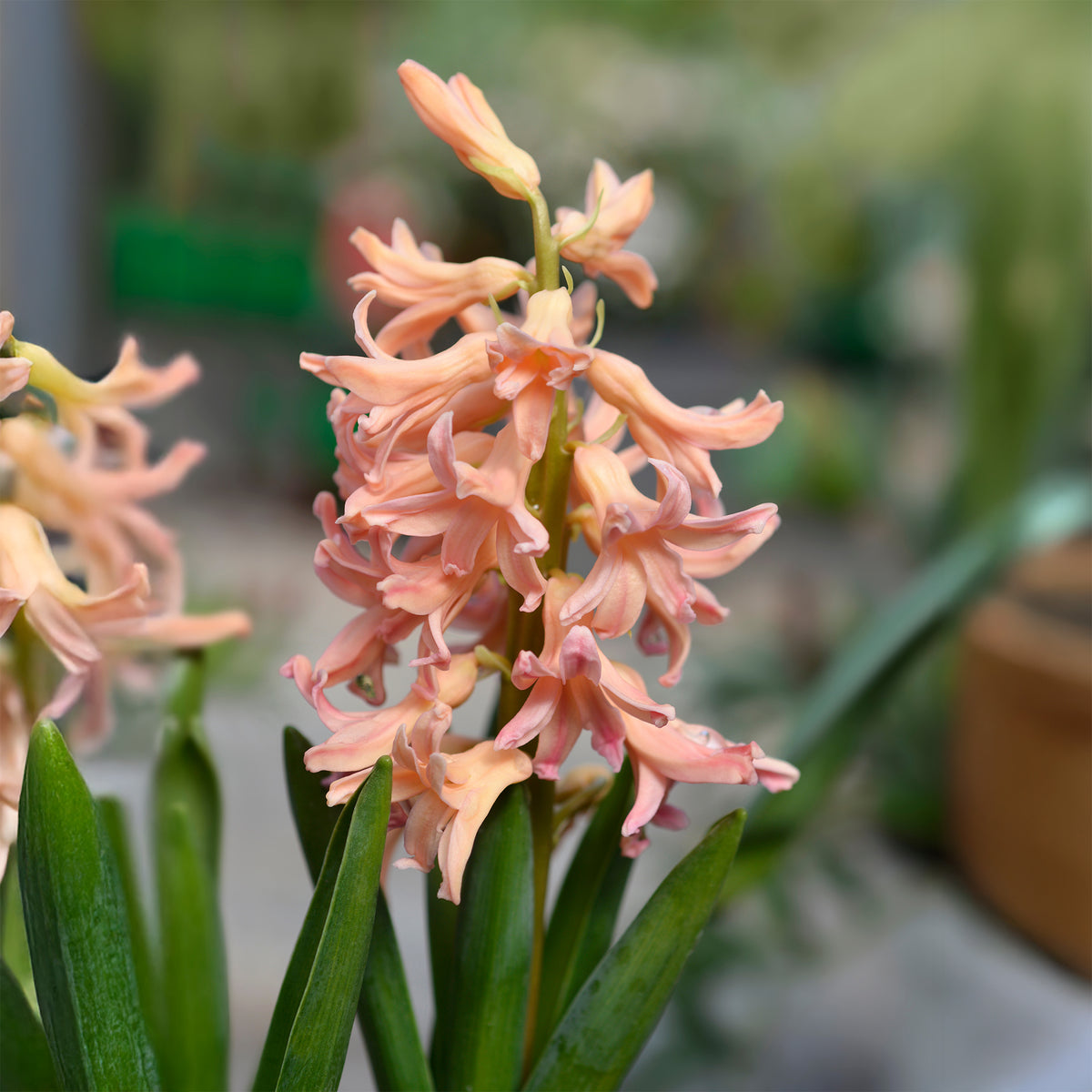 Vente 6 Jacinthes Gipsy Queen orange - Hyacinthus orientalis gipsy queen