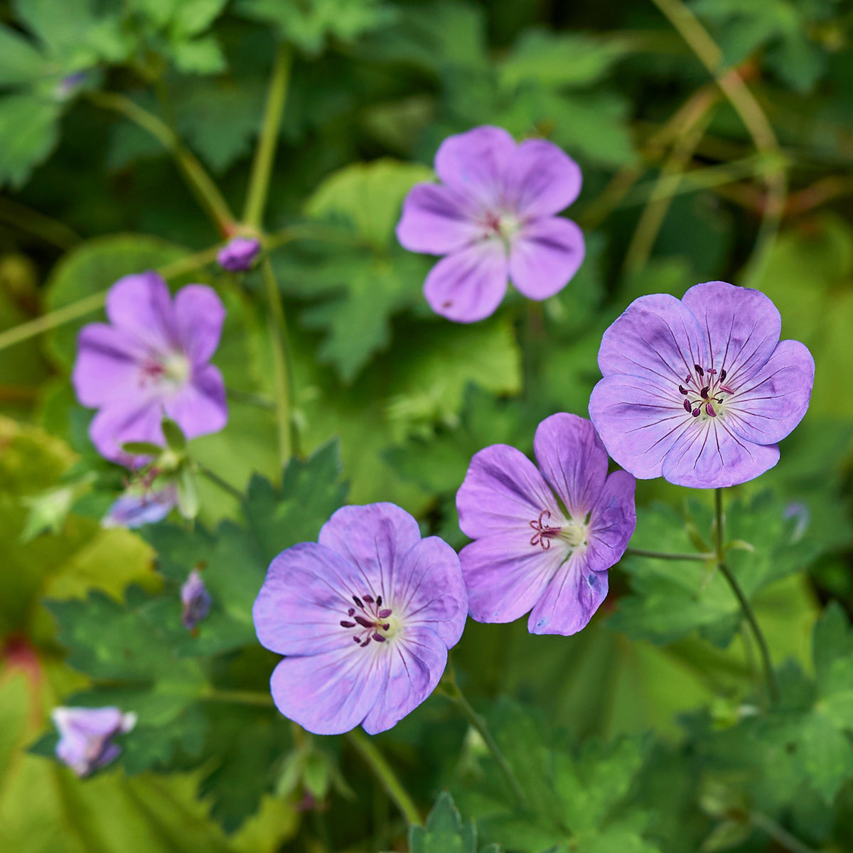 Géraniums - Géranium vivace bleu de l'Himalaya - Geranium himalayense