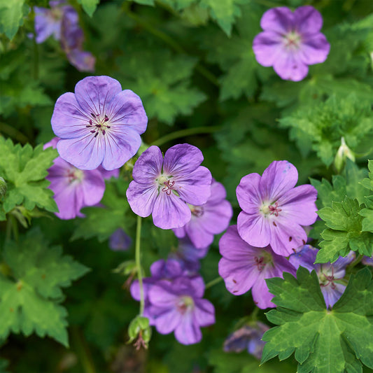 Géranium vivace bleu de l'Himalaya - Bakker