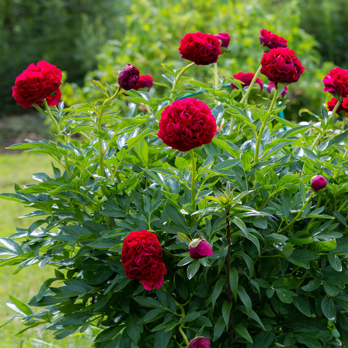 Pivoines - Pivoine Red Charm - Paeonia lactiflora x Red Charm