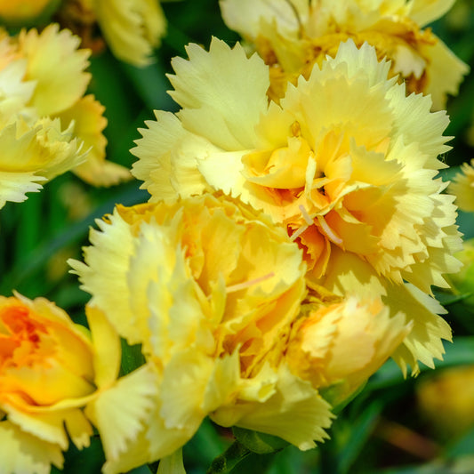 2 Œillets Grenadin Jaune - Bakker