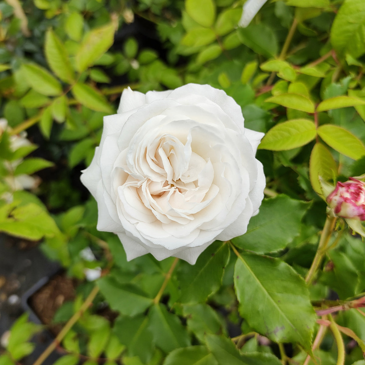 Rosa rugosa hansa , boule de neige - Collection de 2 Rosiers botaniques - Rosiers - racines nues