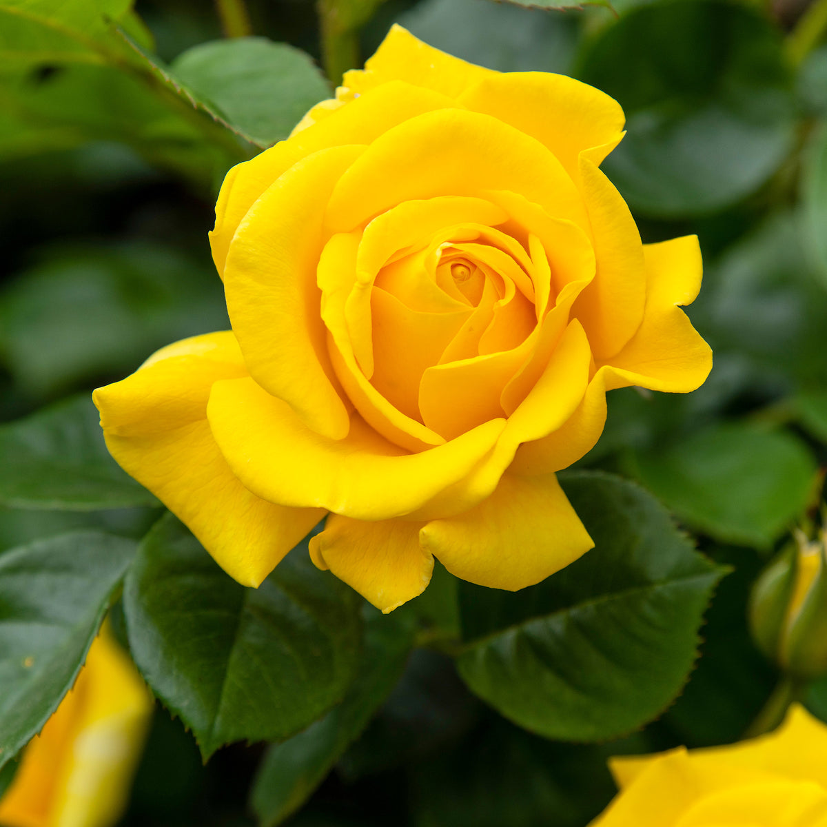 Rosa hadangel - Rosier Hadangel - Rosiers - racines nues
