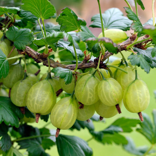2 Groseilliers à maquereaux Anglaise Blanche - Bakker