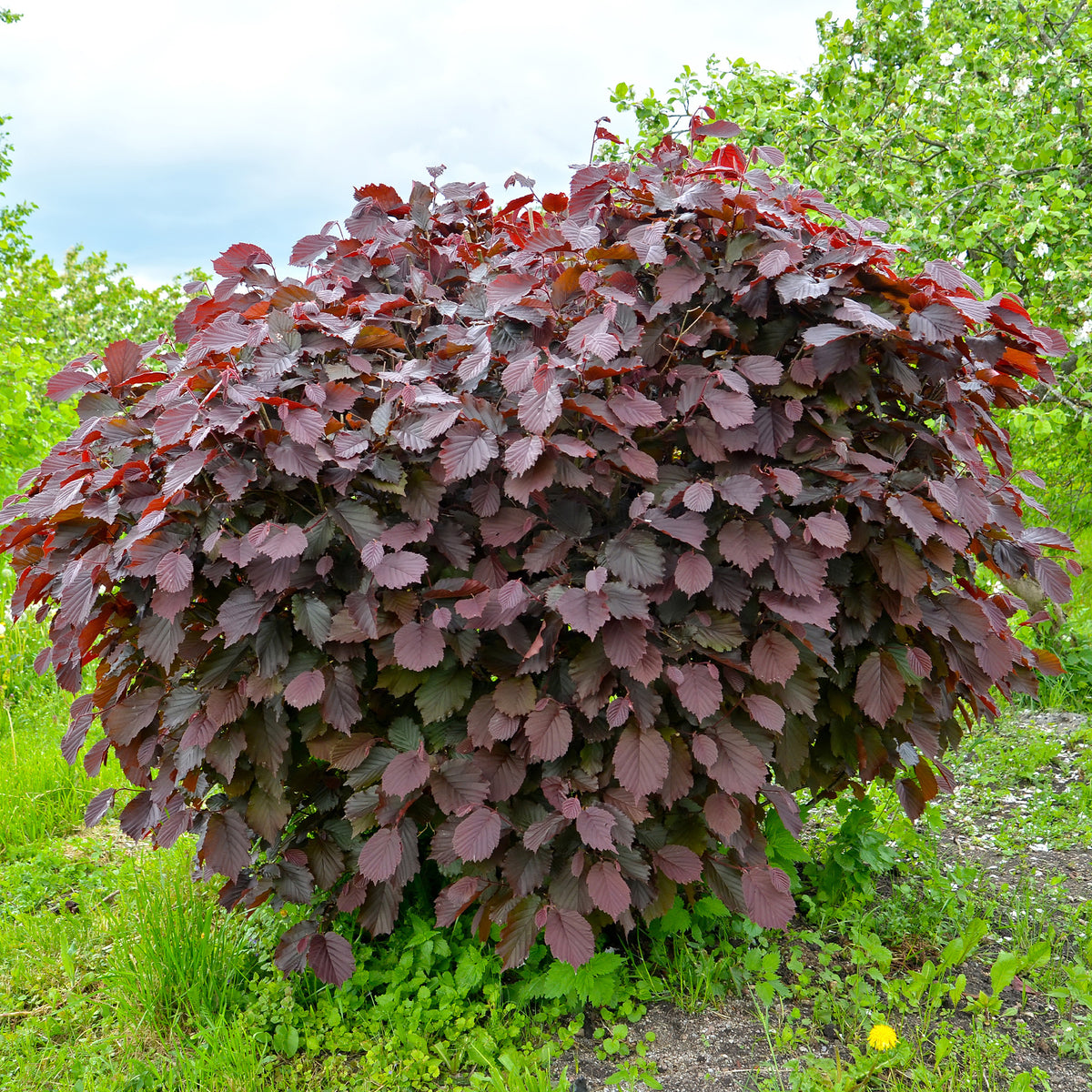 Corylus maxima purpurea - Noisetier pourpre - Noisetier