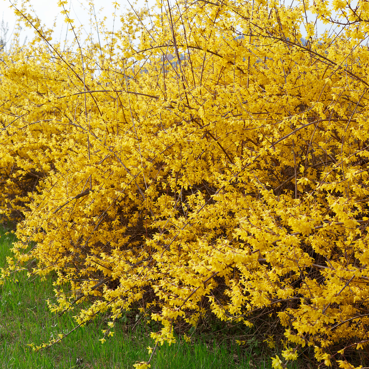 Forsythia Spectabilis