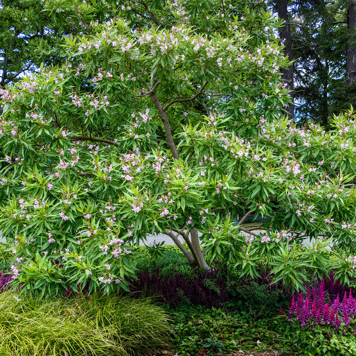 Chitalpa tashkentensis pink dawn - Chitalpa Pink Dawn - Plantes de terrasses et balcons