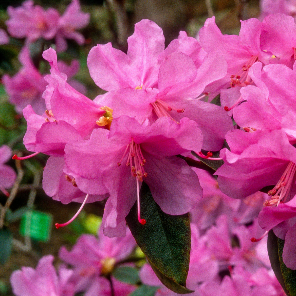 Rhododendron - Rhododendron précoce - Rhododendron praecox