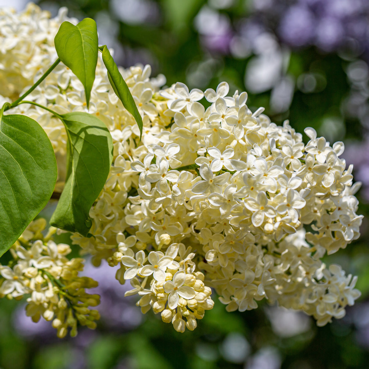 Syringa vulgaris Primrose - Lilas jaune - Lilas