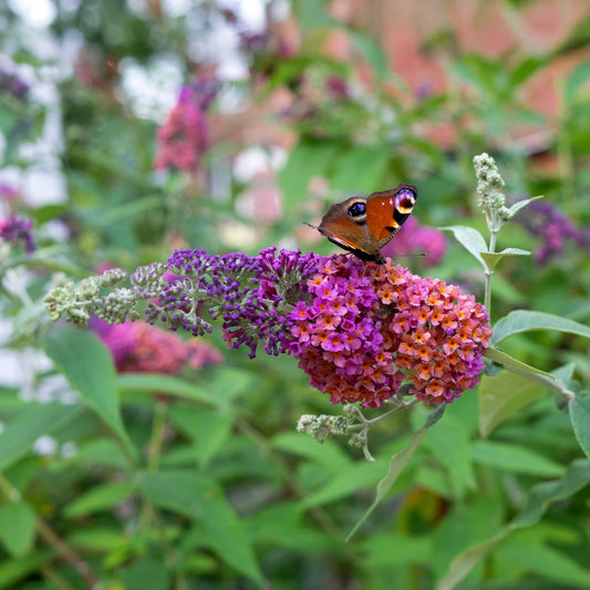 Arbre aux papillons Flower Power - Bakker