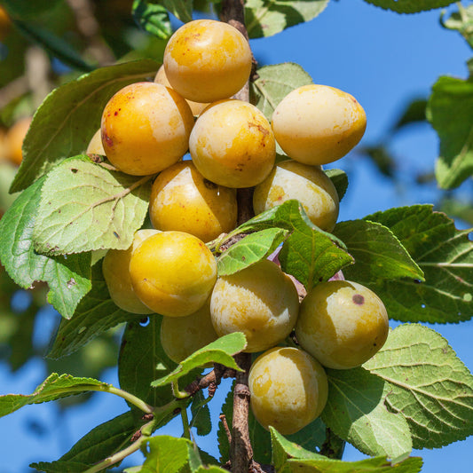 Prunier Mirabelle de Nancy - Bakker