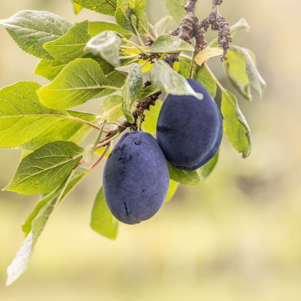 Vente Prunier Quetsche d'Alsace - Prunus domestica Quetsche d'Alsace