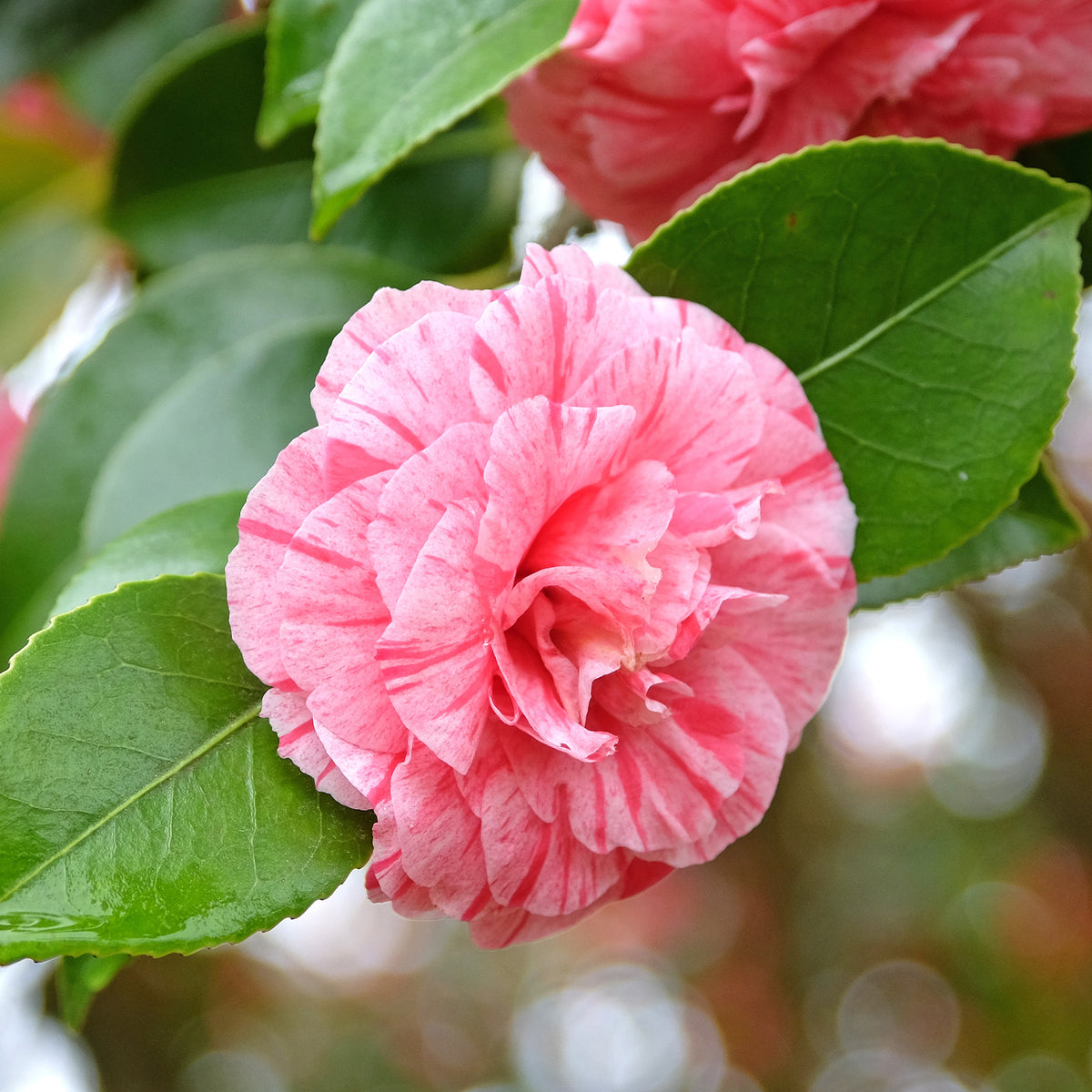 Vente Camélia bicolore - Camellia japonica william bartlett