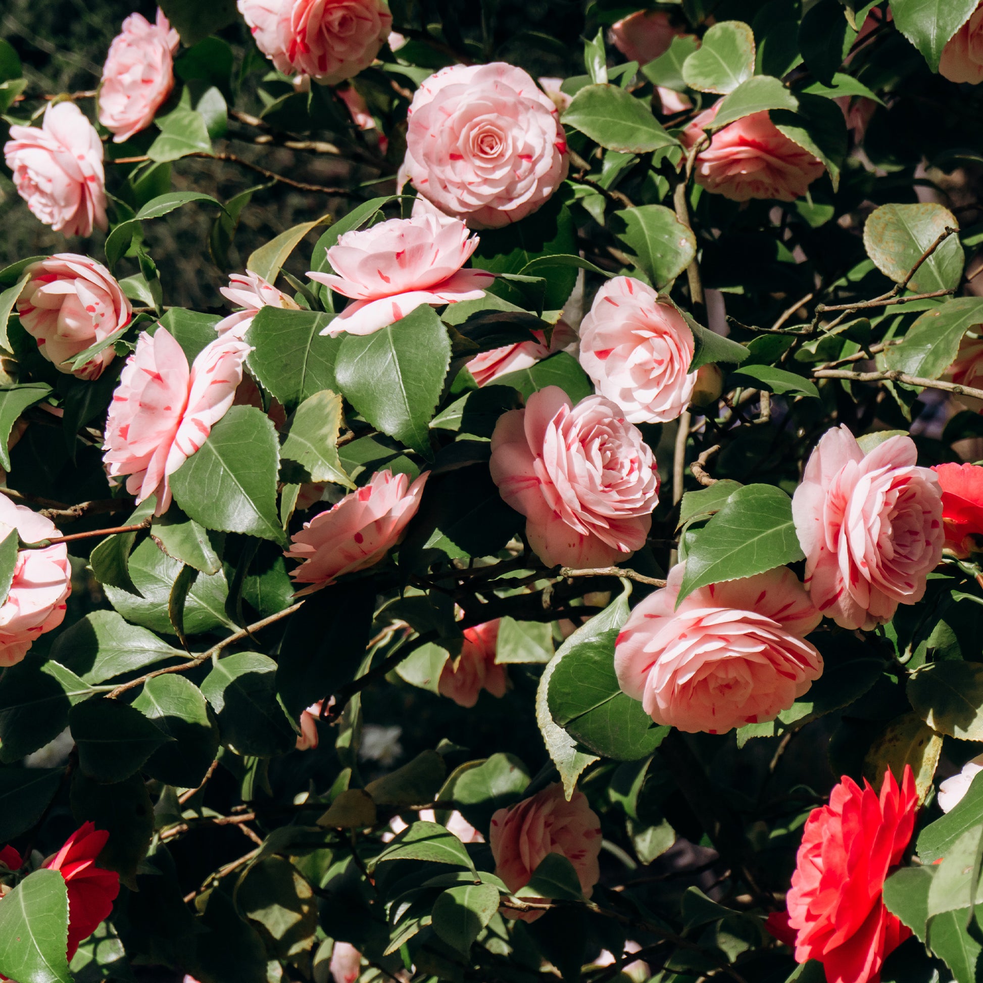 Camélia bicolore - Camellia japonica william bartlett - Bakker