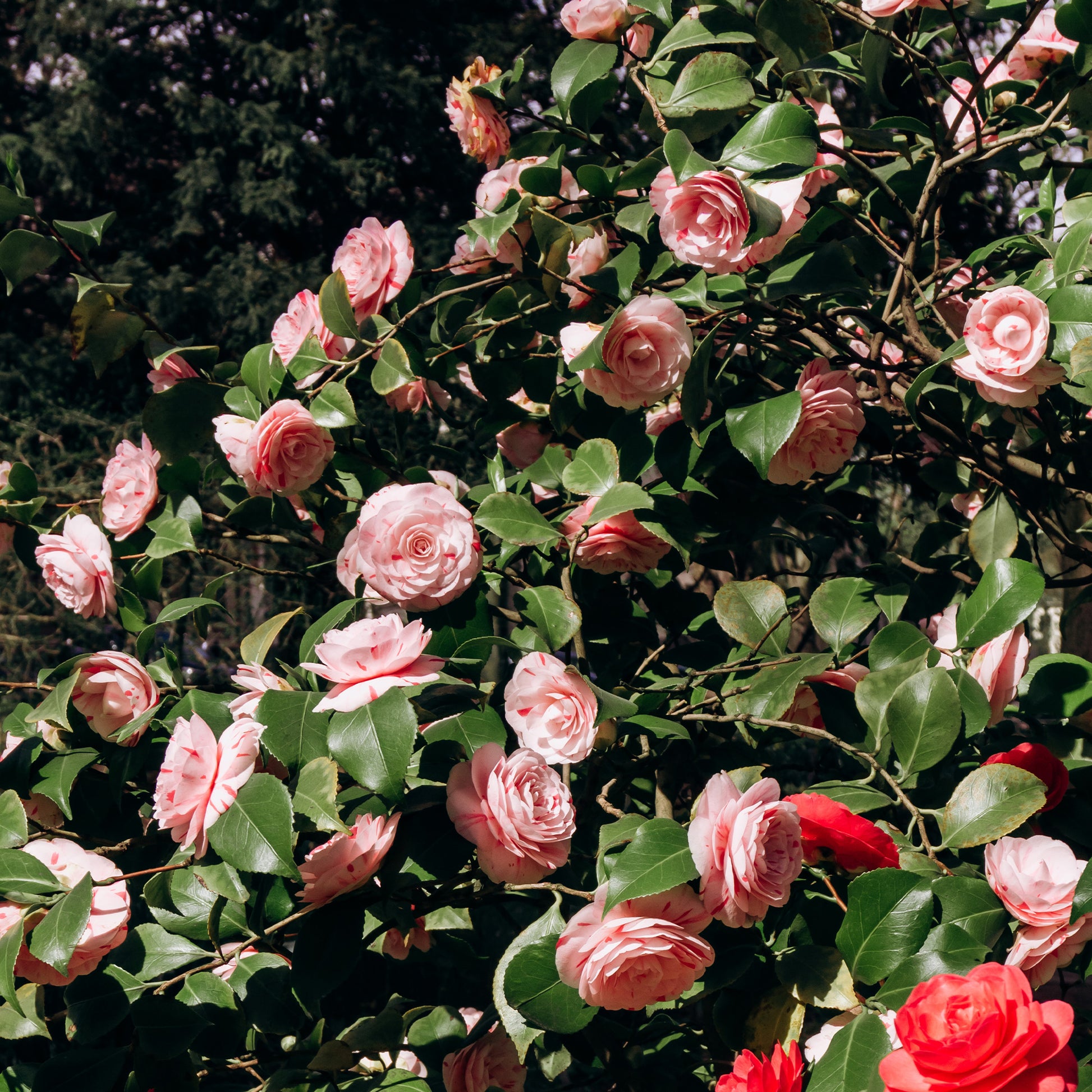 Camellia - Camélia bicolore - Camellia japonica william bartlett