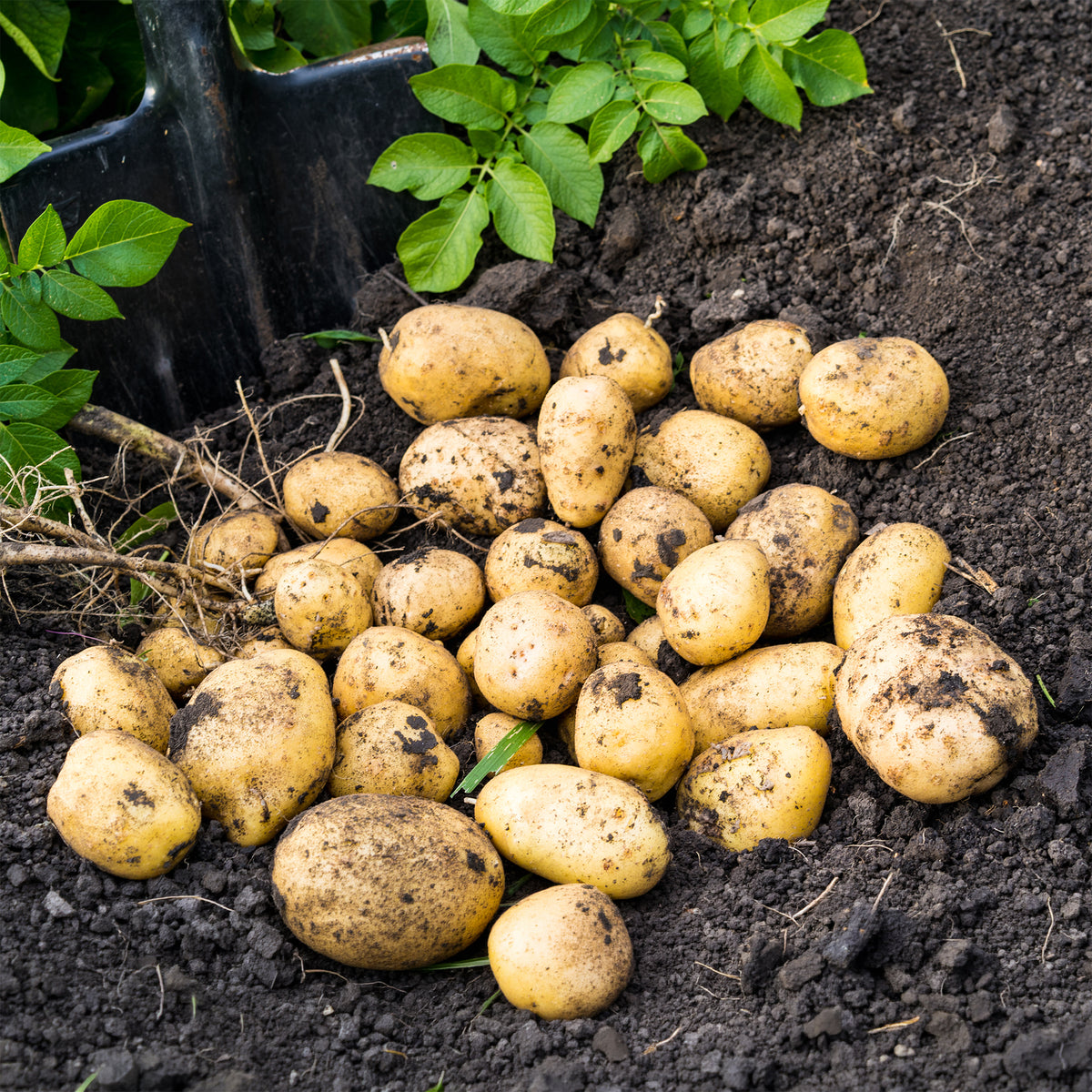 25 Pommes de terre Blanche Bio - Solanum tuberosum blanche (cn 991131) - Bakker