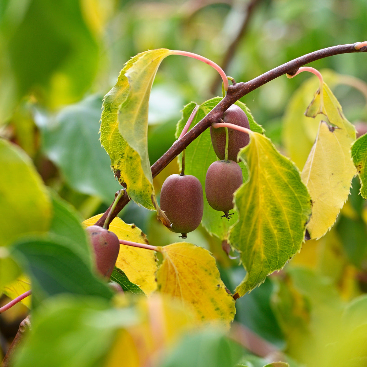 Kiwi - Couples de Kiwis rouges Weiki ® mâles et femelles - Actinidia arguta Weiki ®