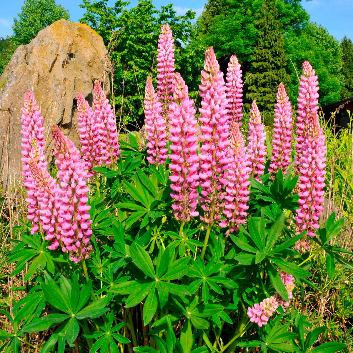 3 Lupins roses