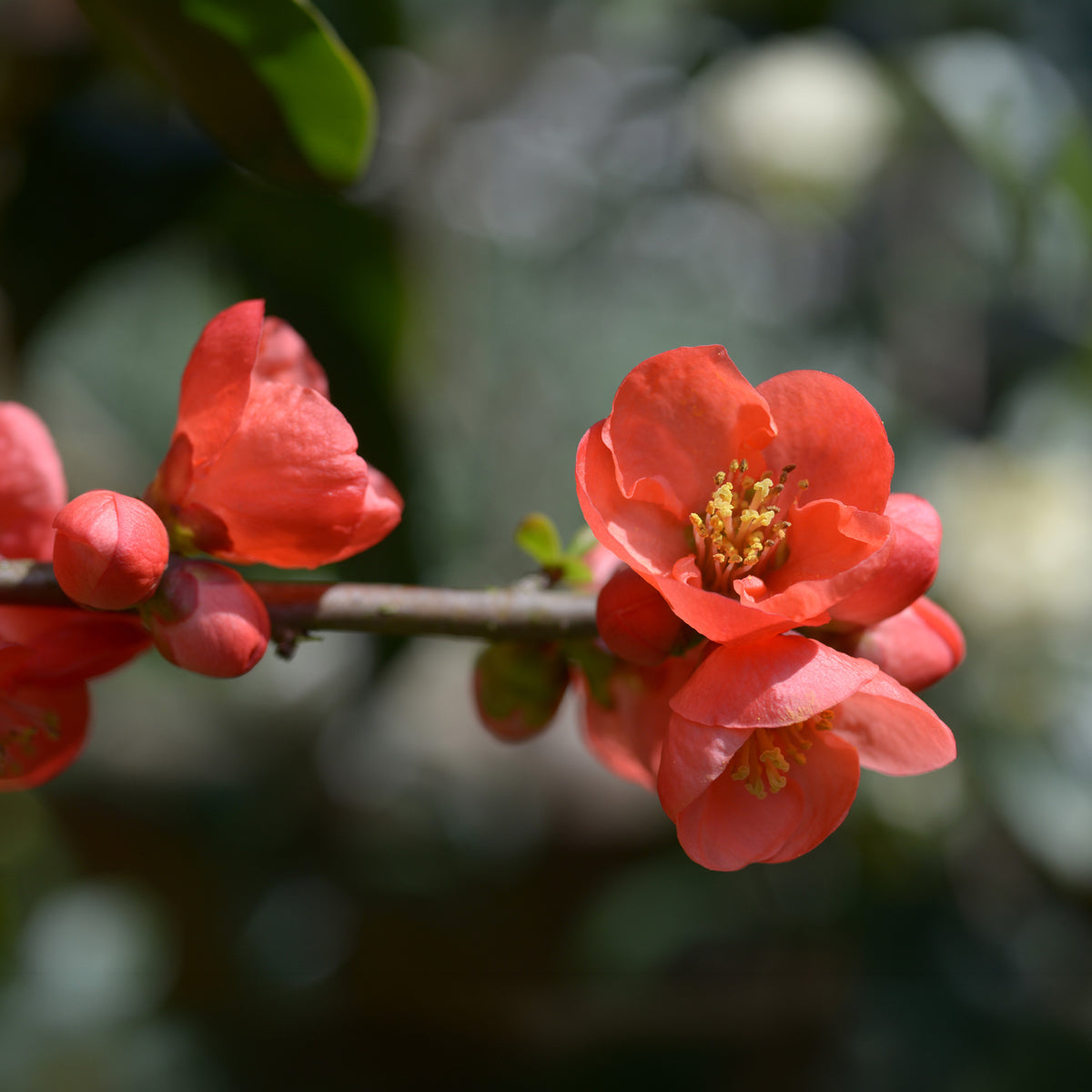 Chaenomeles japonica Cido - Cognassier du Japon Cido - Agrumes