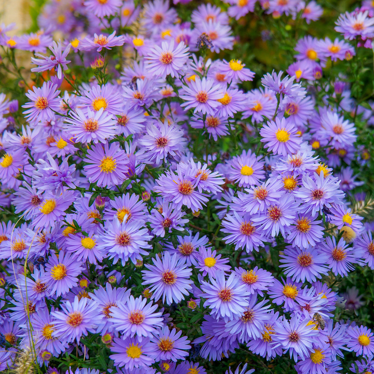 3 Asters Wood's light blue - Bakker