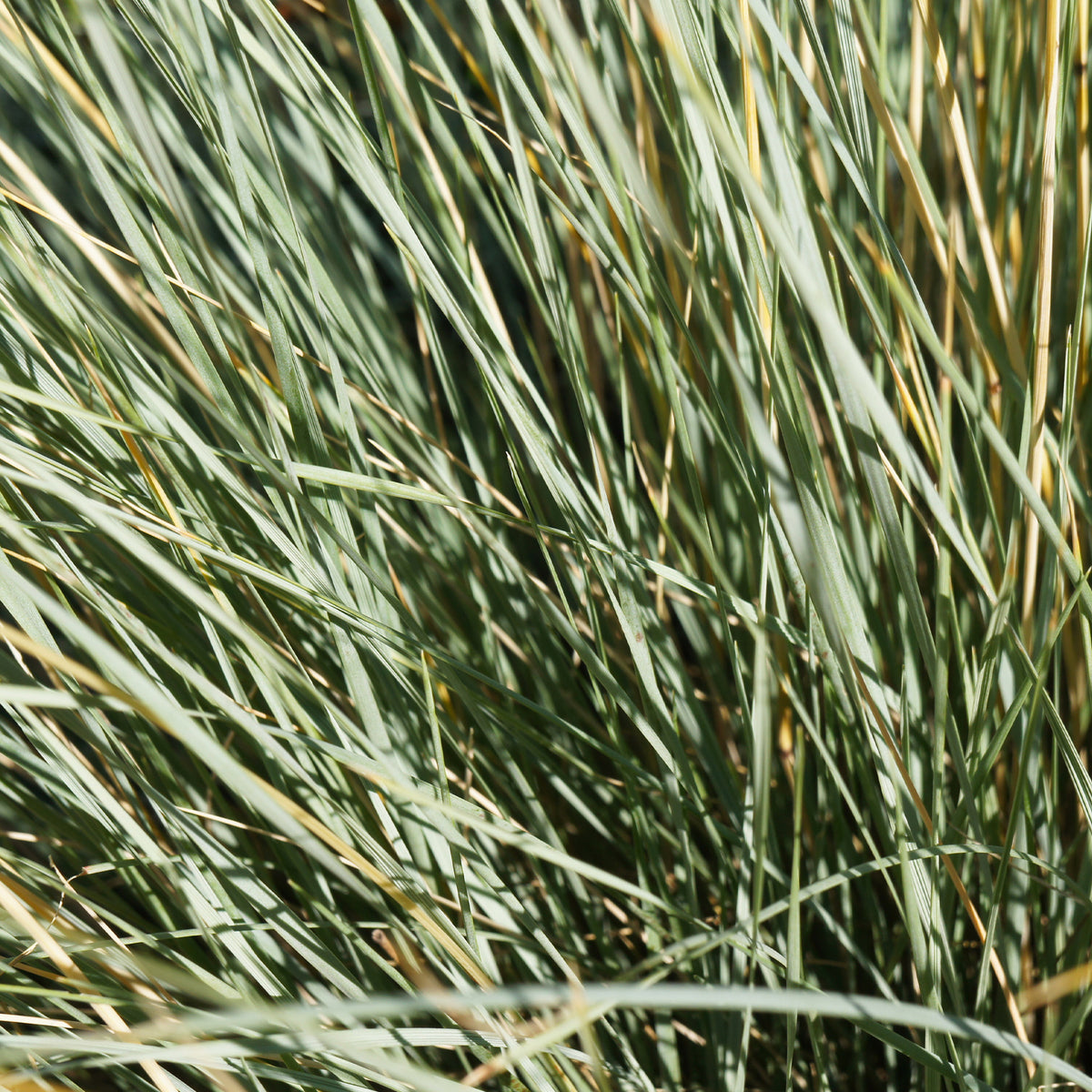 Helictotrichon sempervirens - 2 Avoines vivaces - Graminées