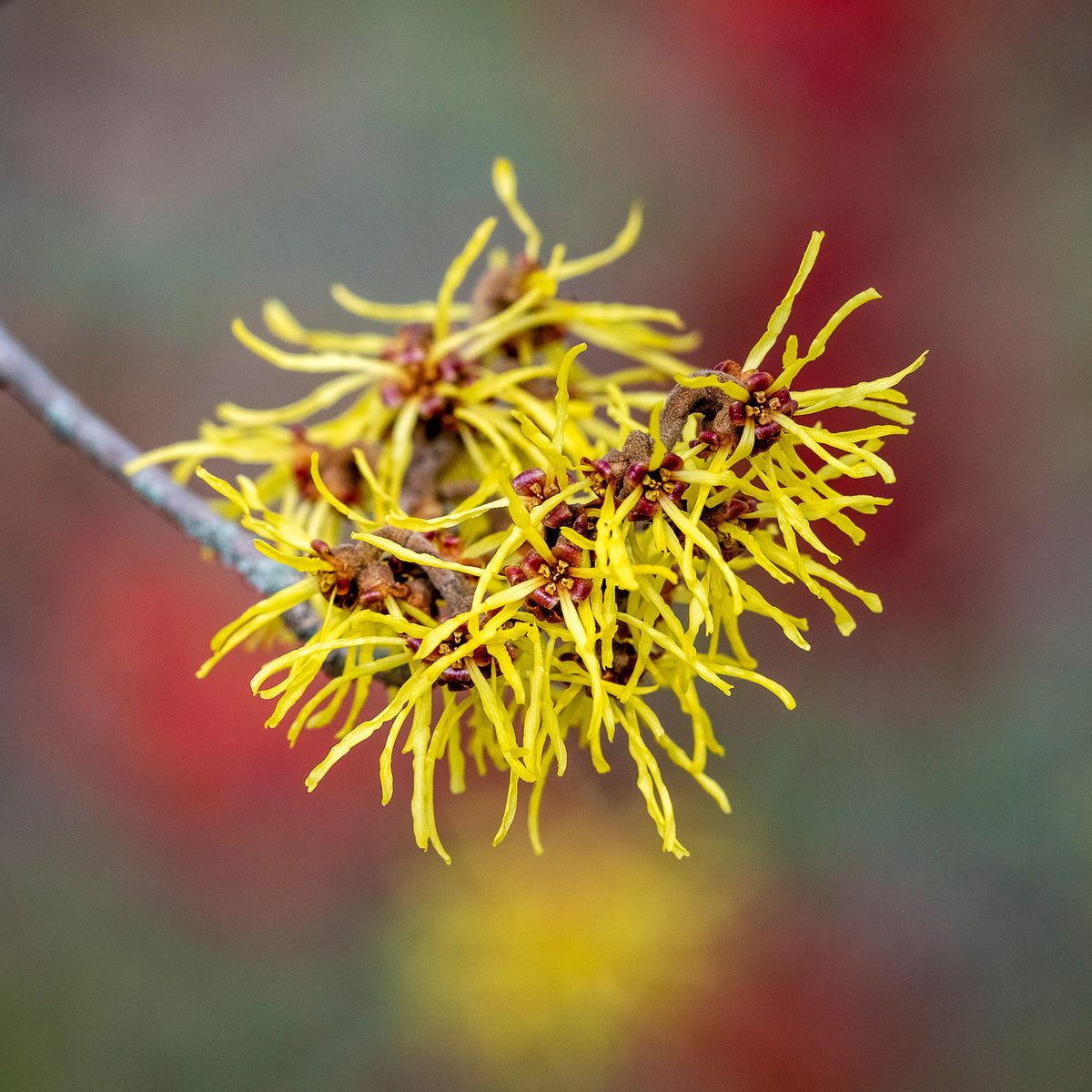 Arbustes fleuris - Hamamélis de Chine - Hamamelis mollis