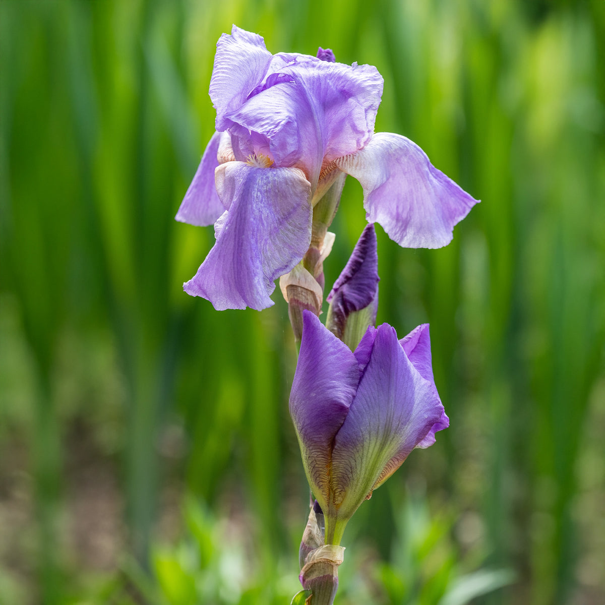Iris germanica lovely again - 3 Iris de jardin remontant Lovely again - Iris des jardins