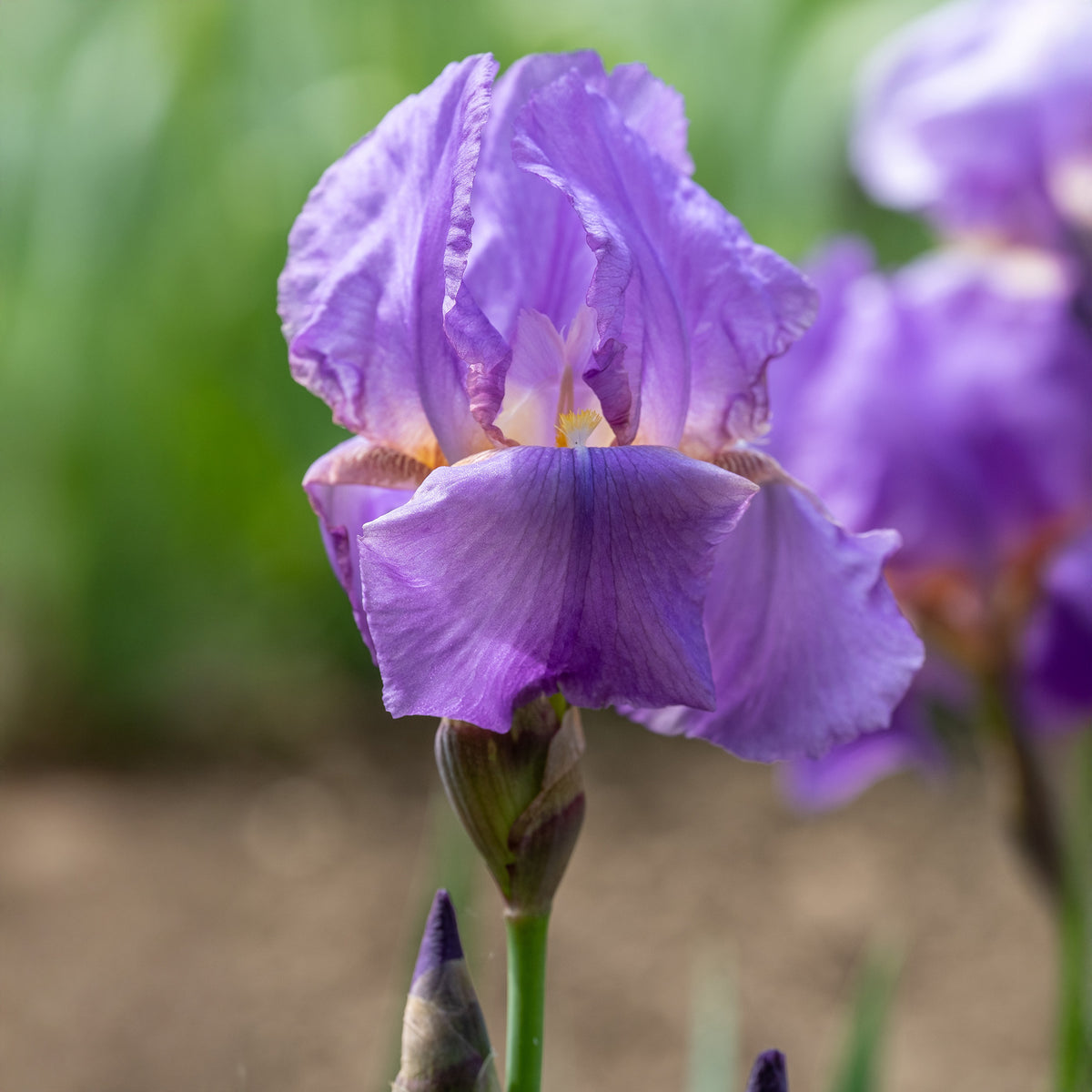 Vente 3 Iris de jardin remontant Lovely again - Iris germanica lovely again