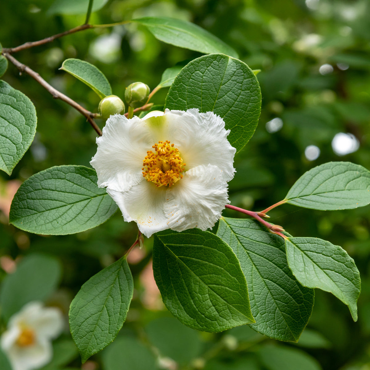 Stewartia pseudocamellia - Stewartia - Plantes de terrasses et balcons