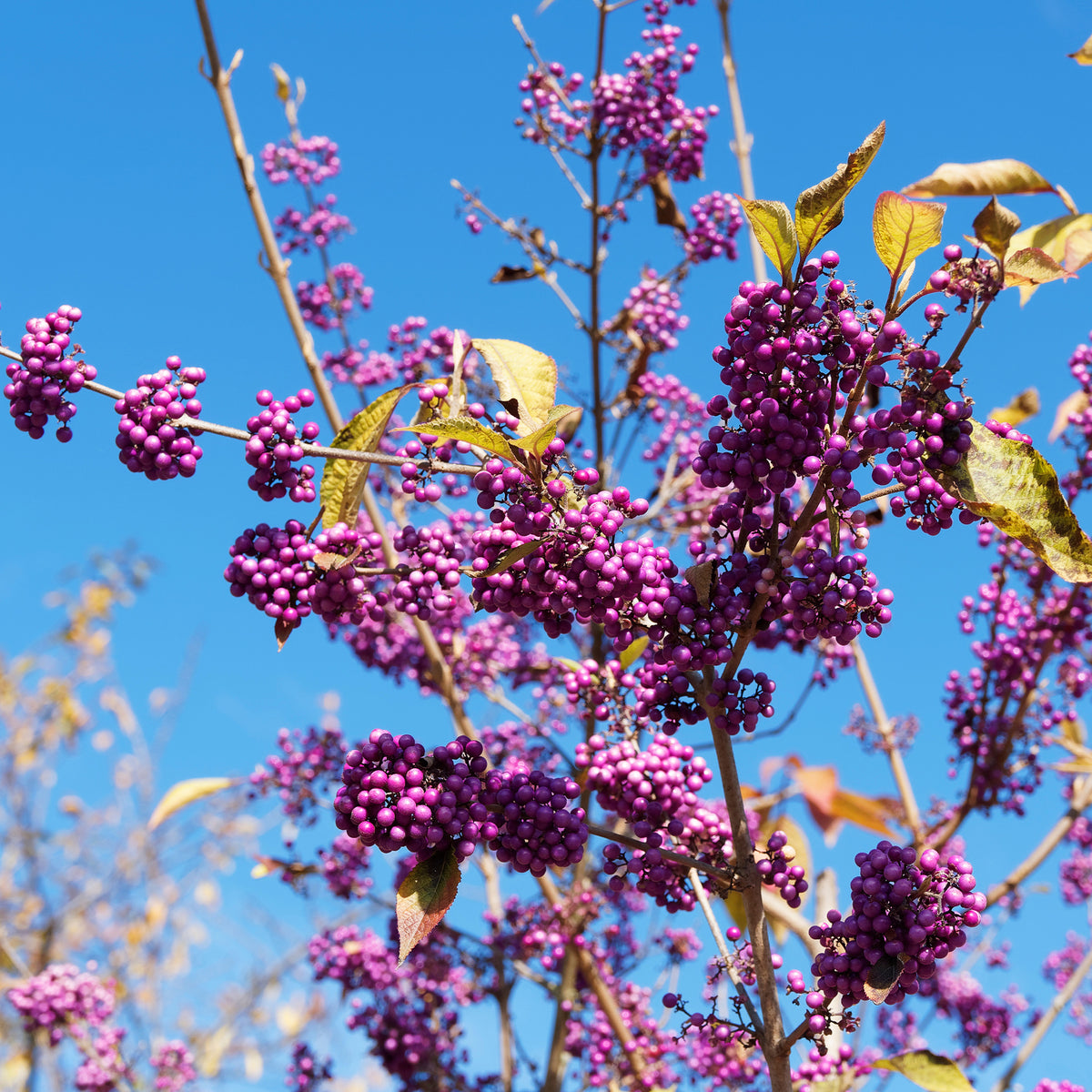 Callicarpa bodinieri Profusion - Callicarpa Profusion - Arbustes