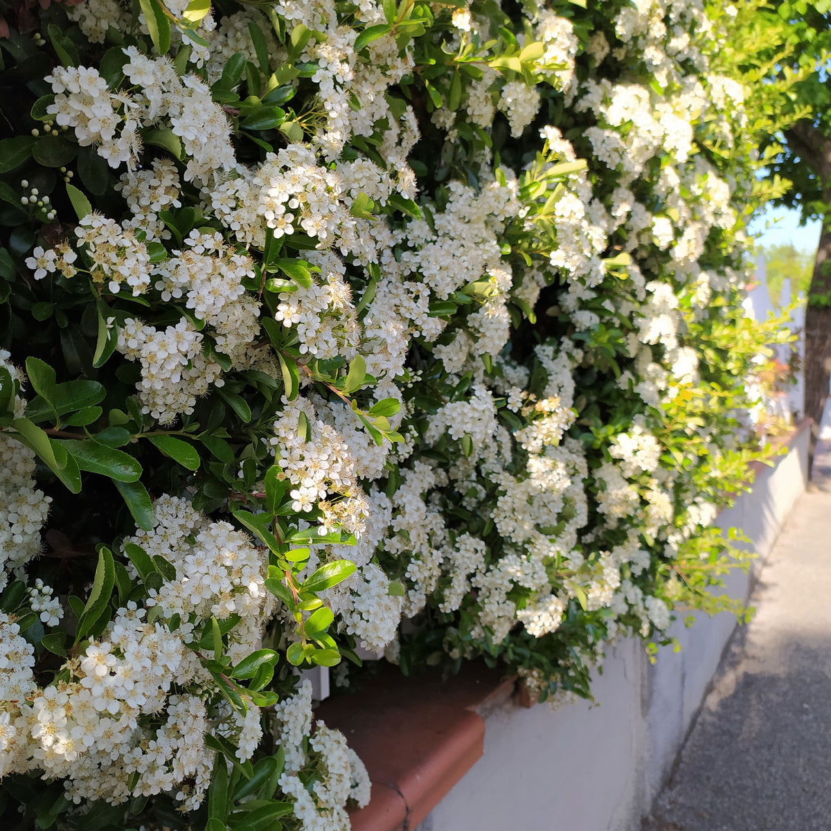 Pyracantha coccinea Saphyr Rouge - 3 Pyracantha Saphyr rouge - Plantes à feuillage persistant