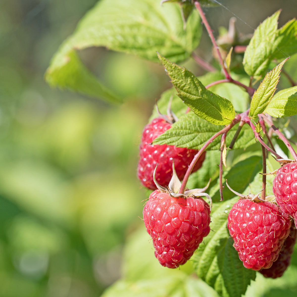 Fraisiers - Collection de 9 Fruitiers à fruits rouges - Rubus idaeus 'sumo 2', ribes rubrum 'rovada', frag