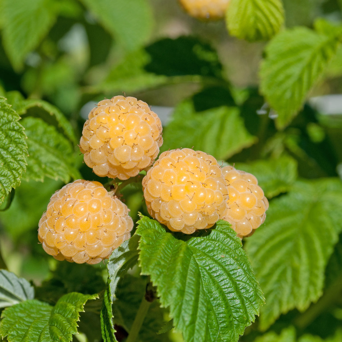 Vente Framboisier remontant Fallgold - Rubus idaeus Fallgold