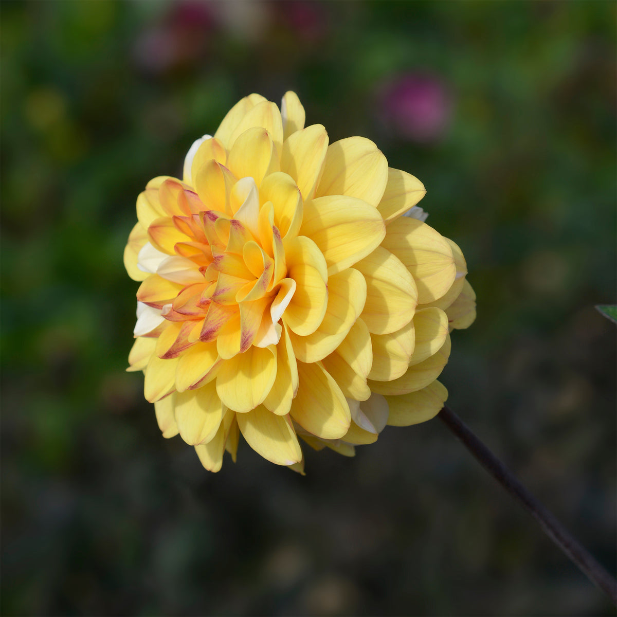 3 Dahlias pompon Double Jill - Bakker