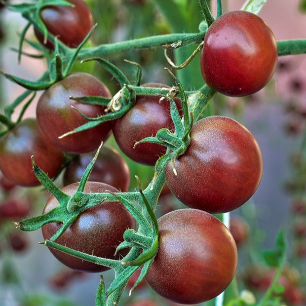 Solanum lycopersicum chocolate cherry - Tomate-cerise Cerise Chocolate - Graines de tomates