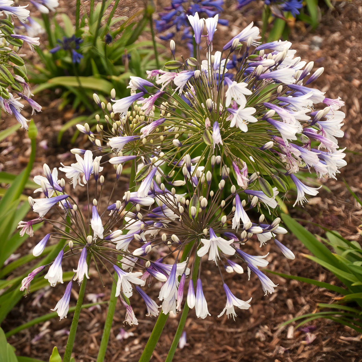 Agapanthus Twister - Agapanthe Twister - Agapanthes