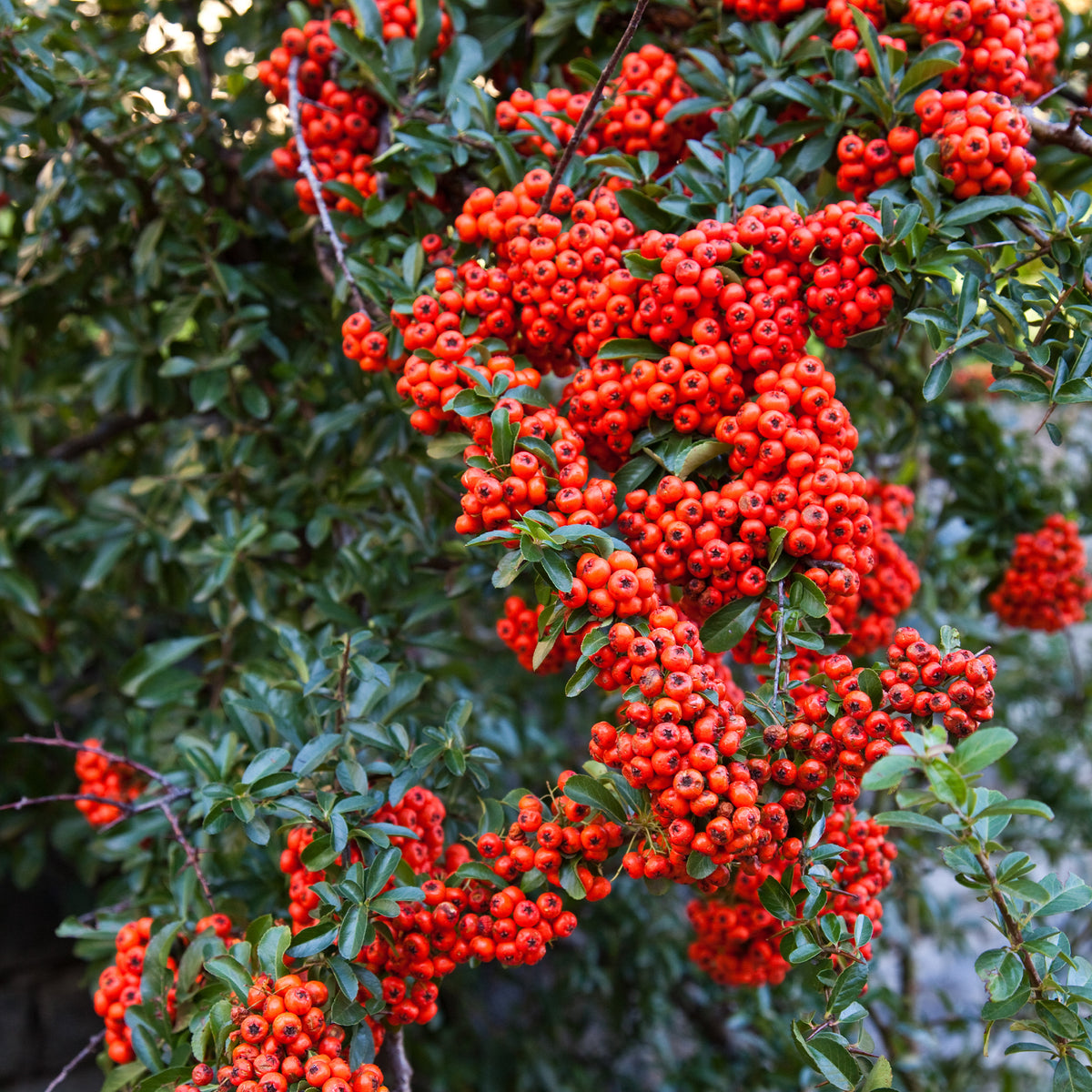Pyracantha coccinea - Pyracantha rouge - Plantes à feuillage persistant