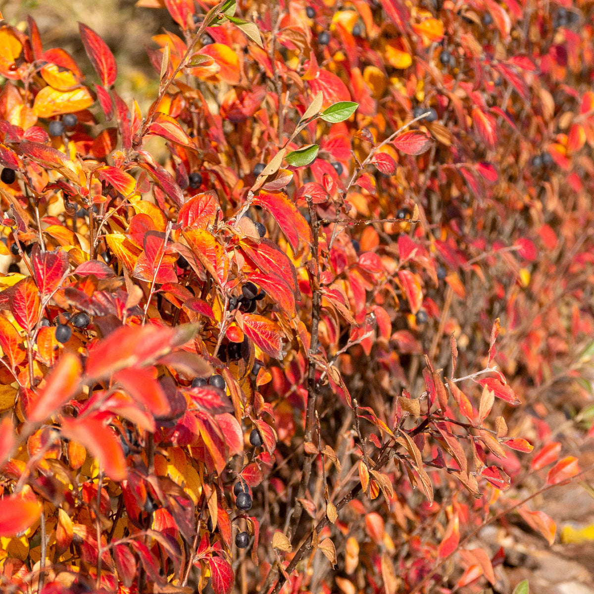 Cotoneaster lucidus - Haie de Cotonéasters - Arbustes