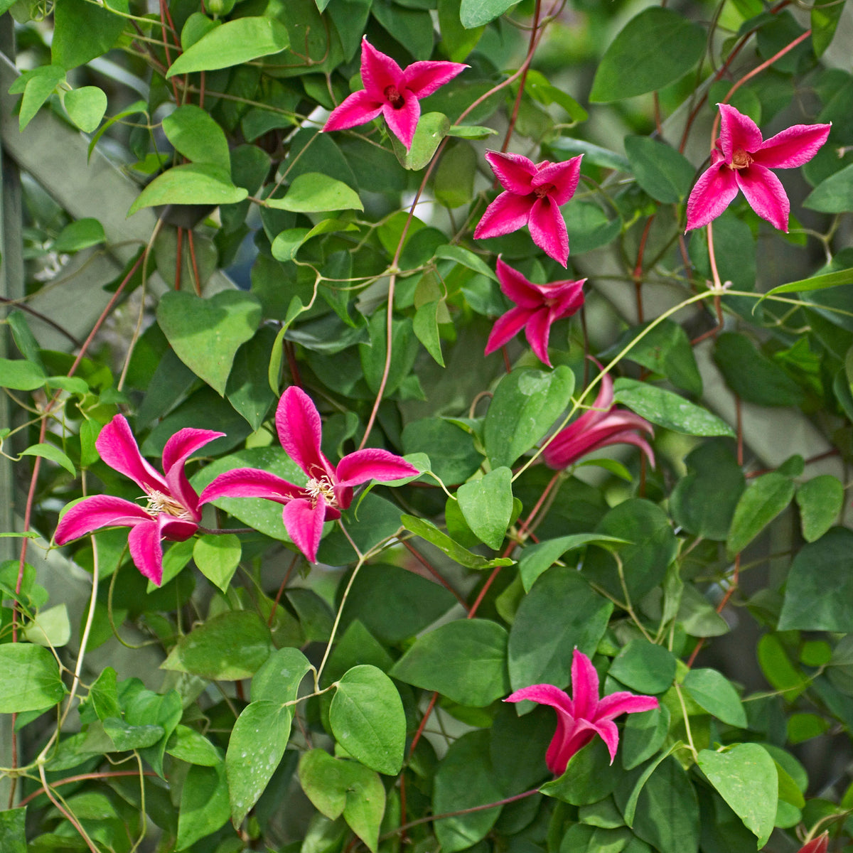 Clématite - Clématite Lady Diana ® - Clematis texensis Princess Diana ®