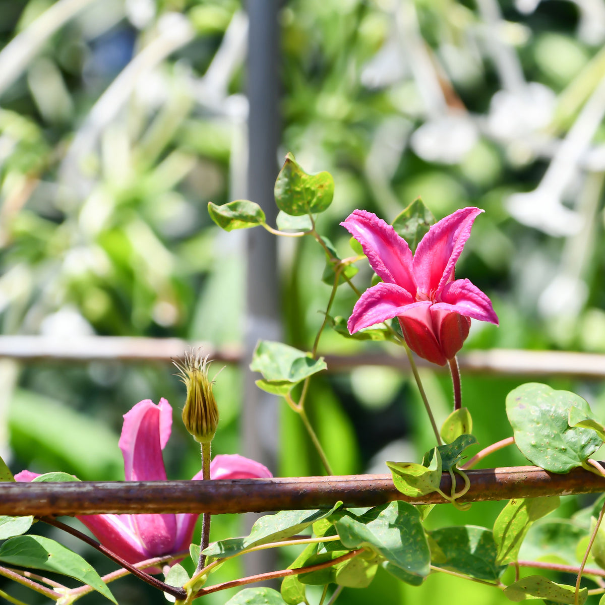 Clematis texensis Princess Diana ® - Clématite Lady Diana ® - Clématite