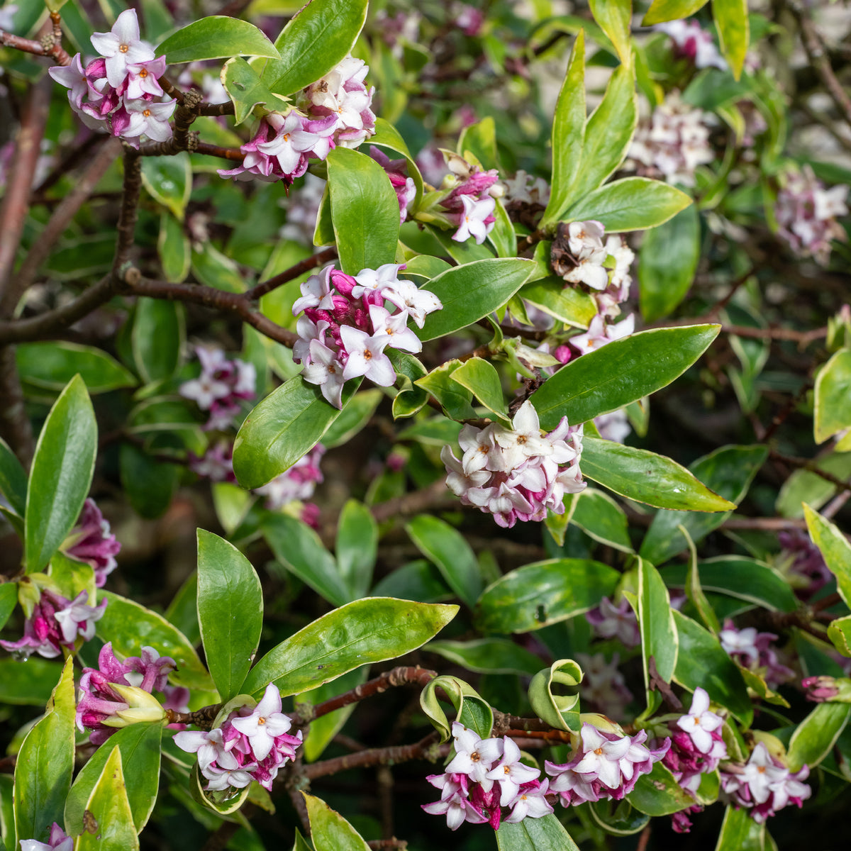 Arbustes fleuris - Daphne Perfum Princess - Daphne x odora x bholua perfume princess ®