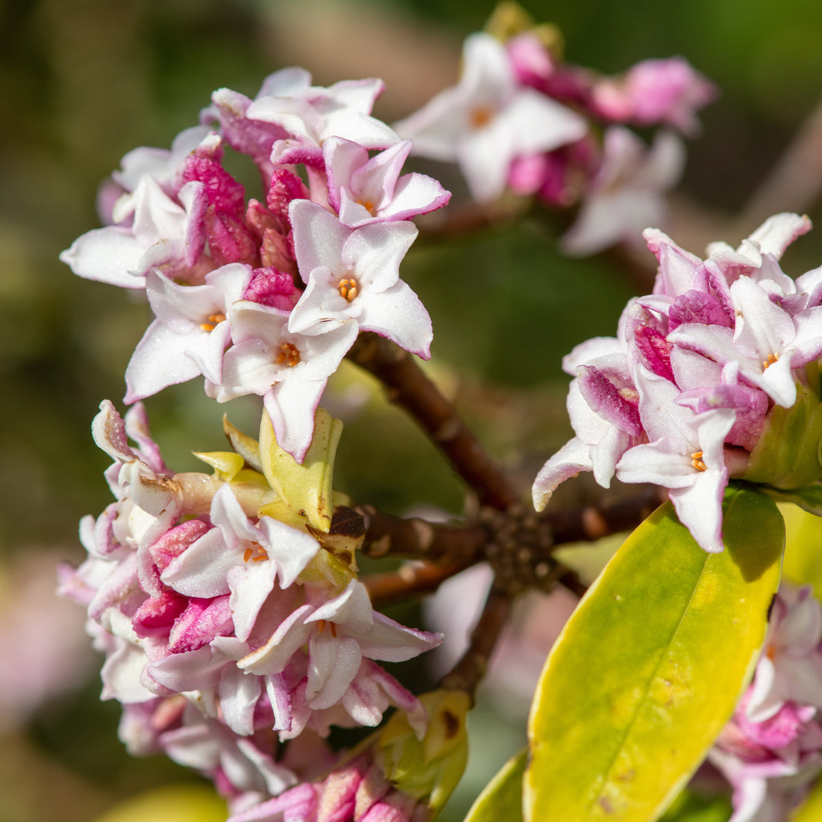 Daphne x odora x bholua perfume princess ® - Daphne Perfum Princess - Arbustes fleuris
