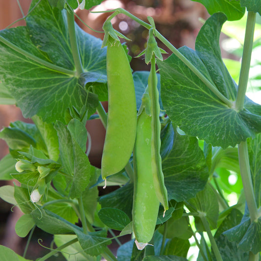 Pois mangetout Oregon Giant - Bakker