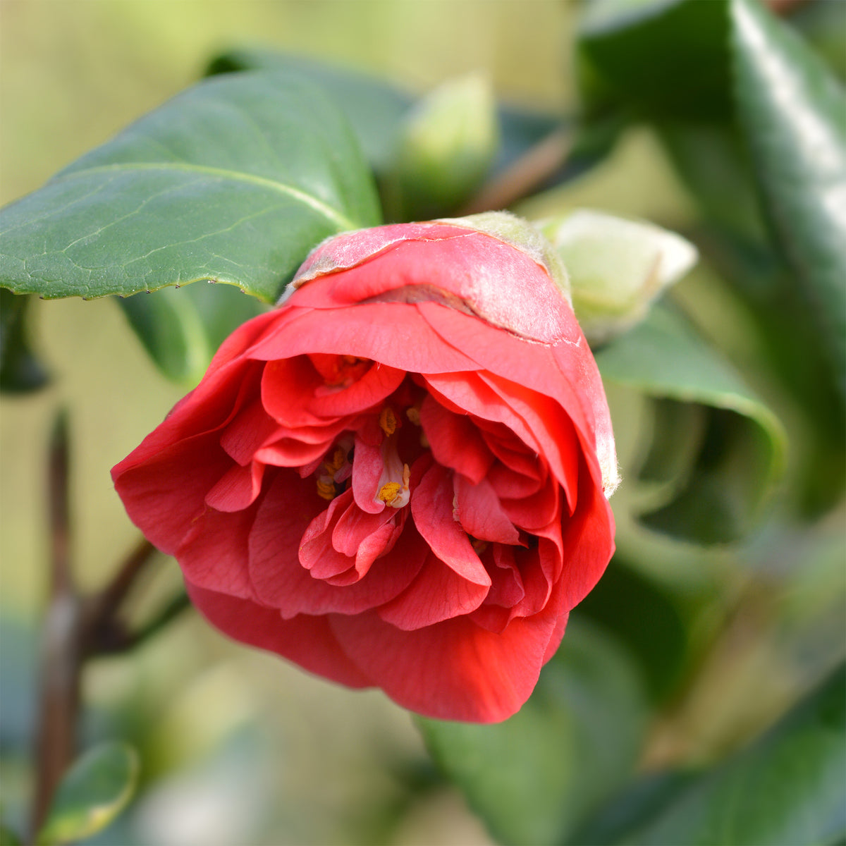 Camellia japonica Lady Campbell - Camélia du Japon à fleurs doubles rouge - Camellia