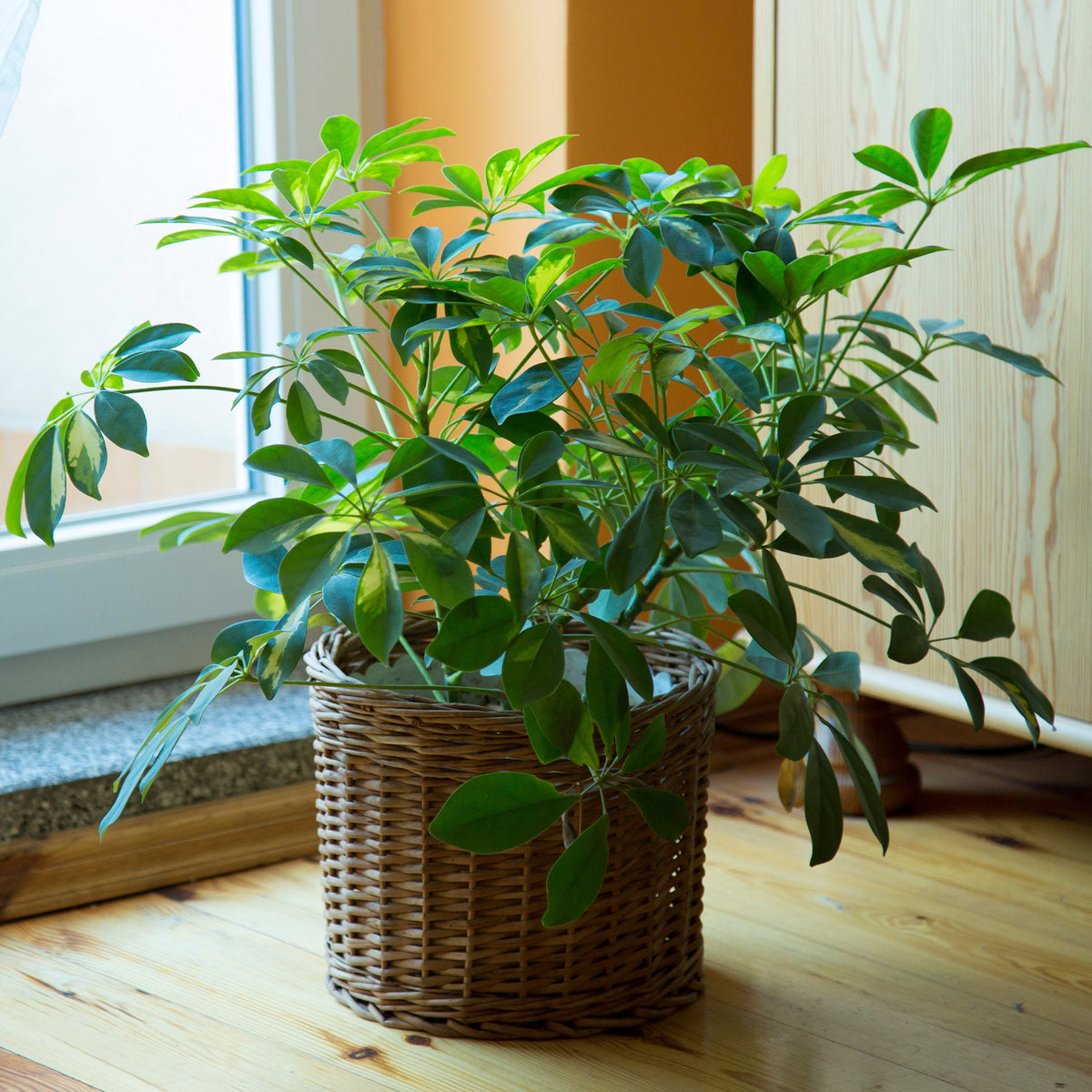 Schefflera - Schefflera arboricola - Bakker