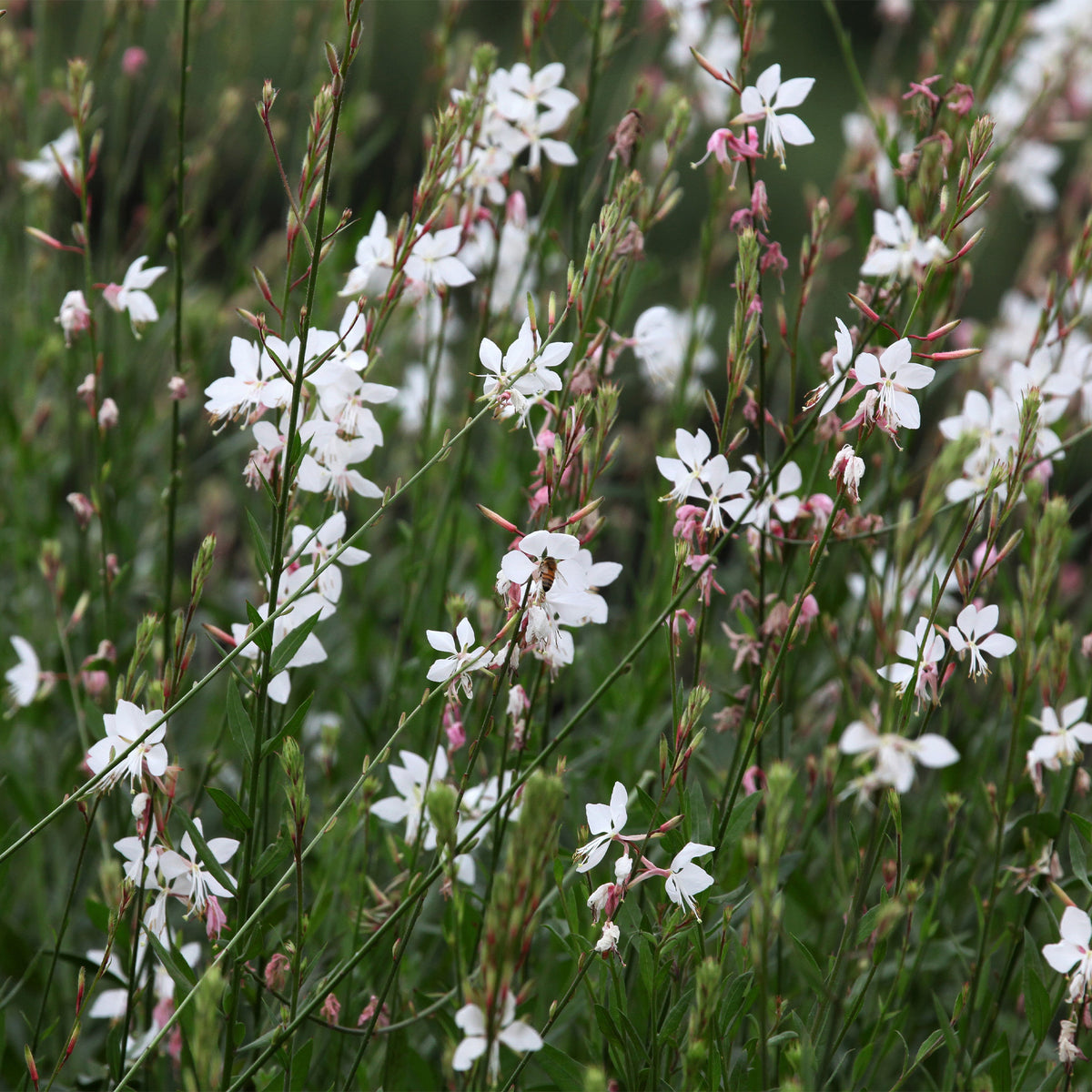Gaura - 2 Gauras blanches - Gaura lindheimeri Whirling Butterflies