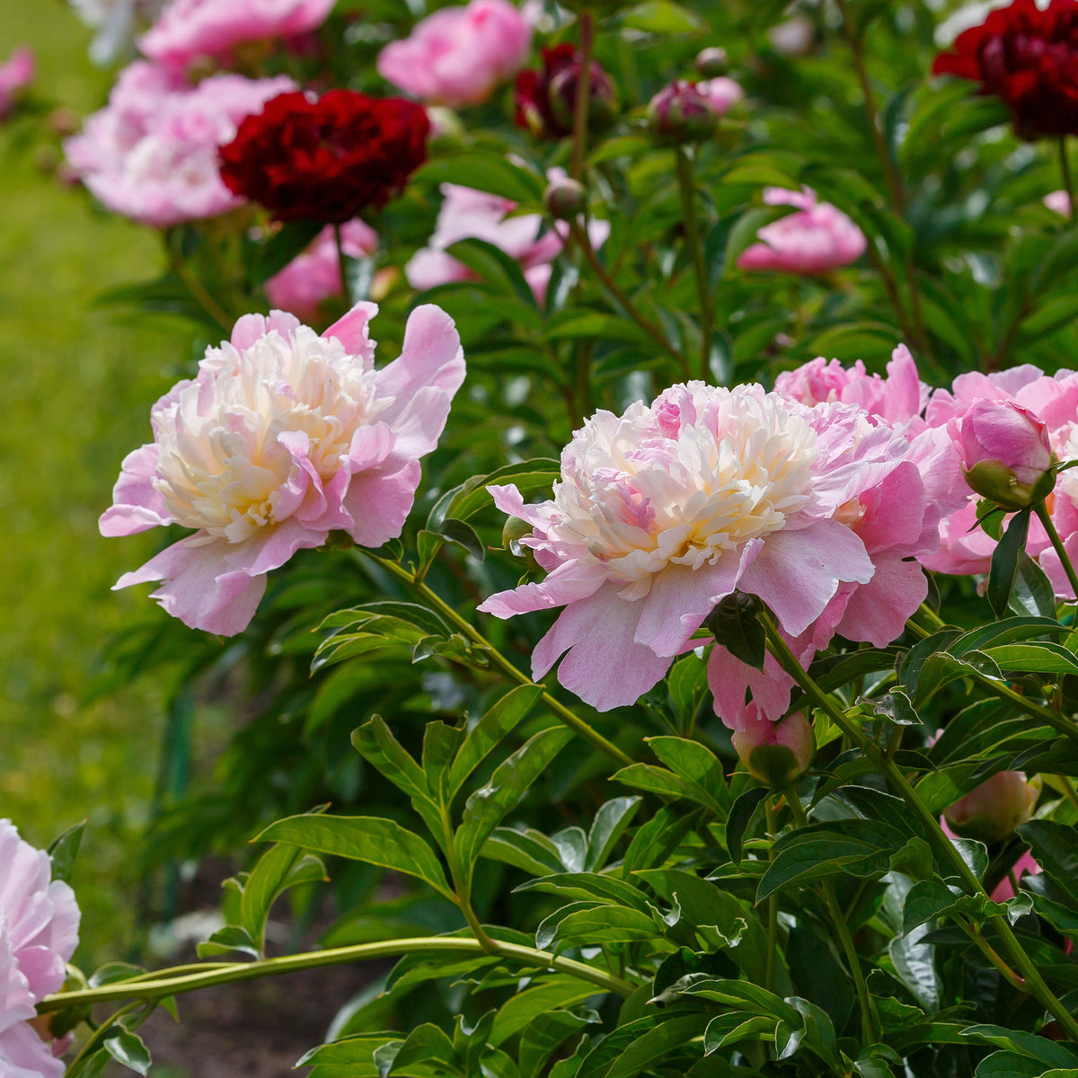 Pivoines - Pivoine Raspberry Sundae - Paeonia lactiflora Raspberry Sundae
