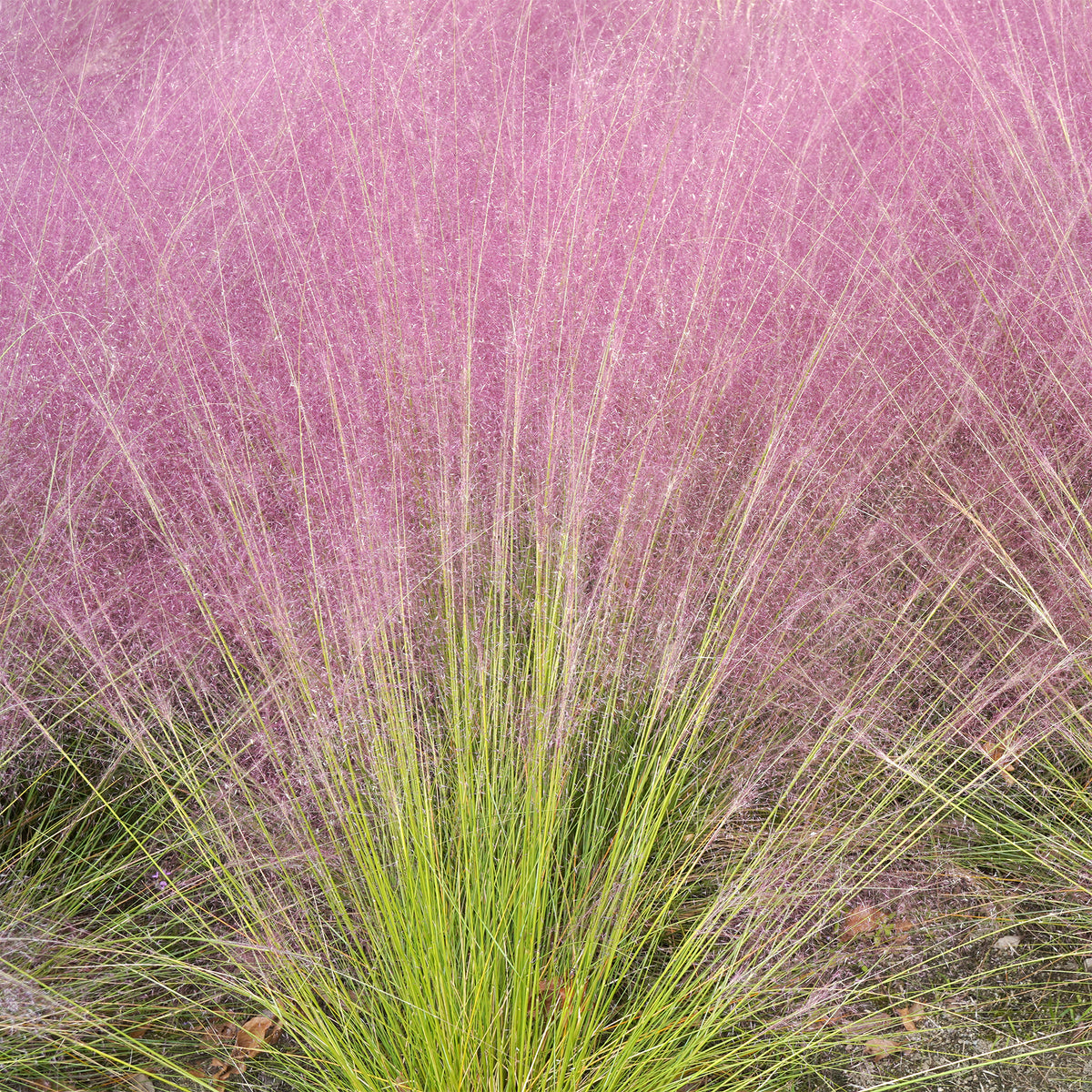 Plantes vivaces - 2 Herbes aux épis roses - Muhlenbergia capillaris