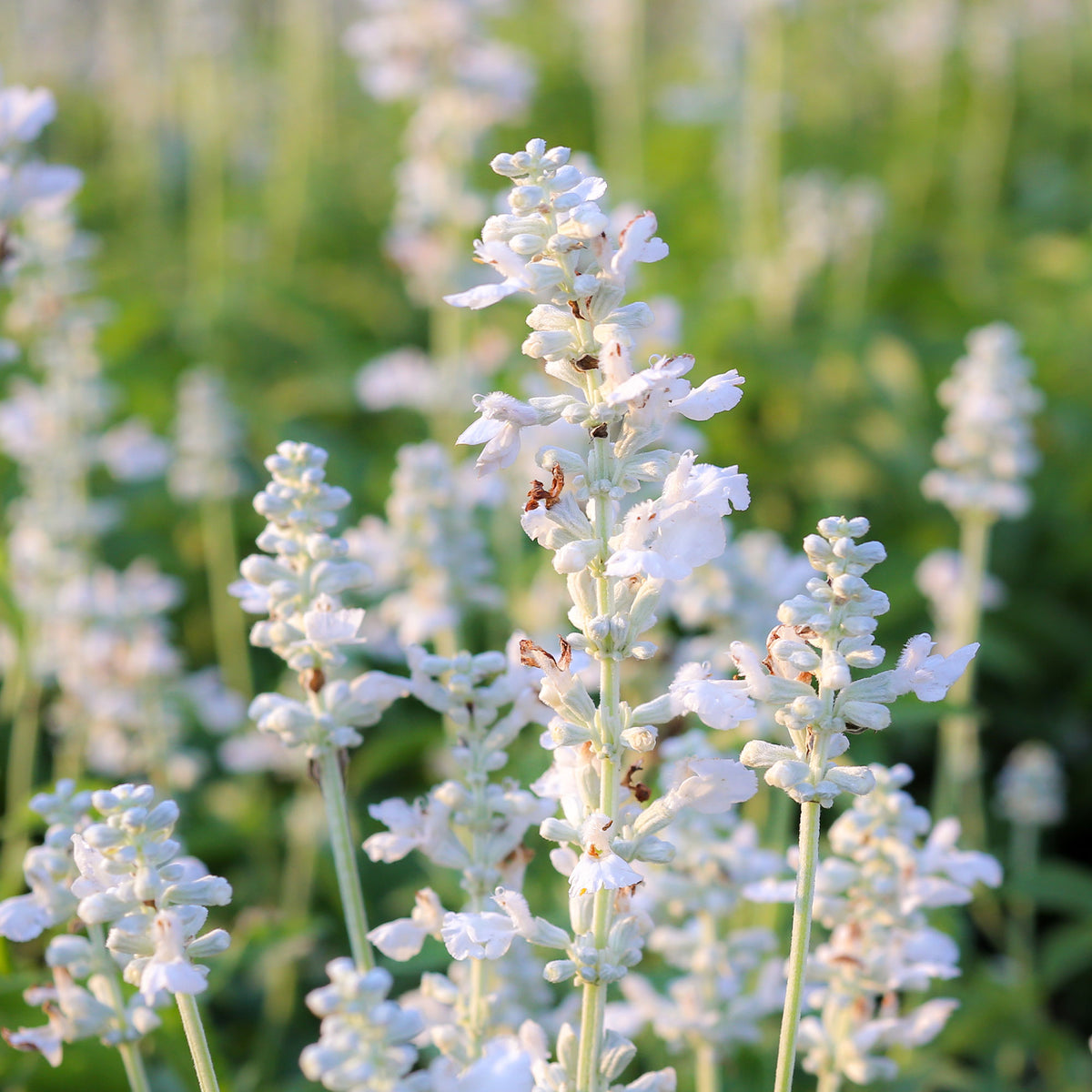 Lavande - 2 Lavandes blanches - Lavandula angustifolia alba