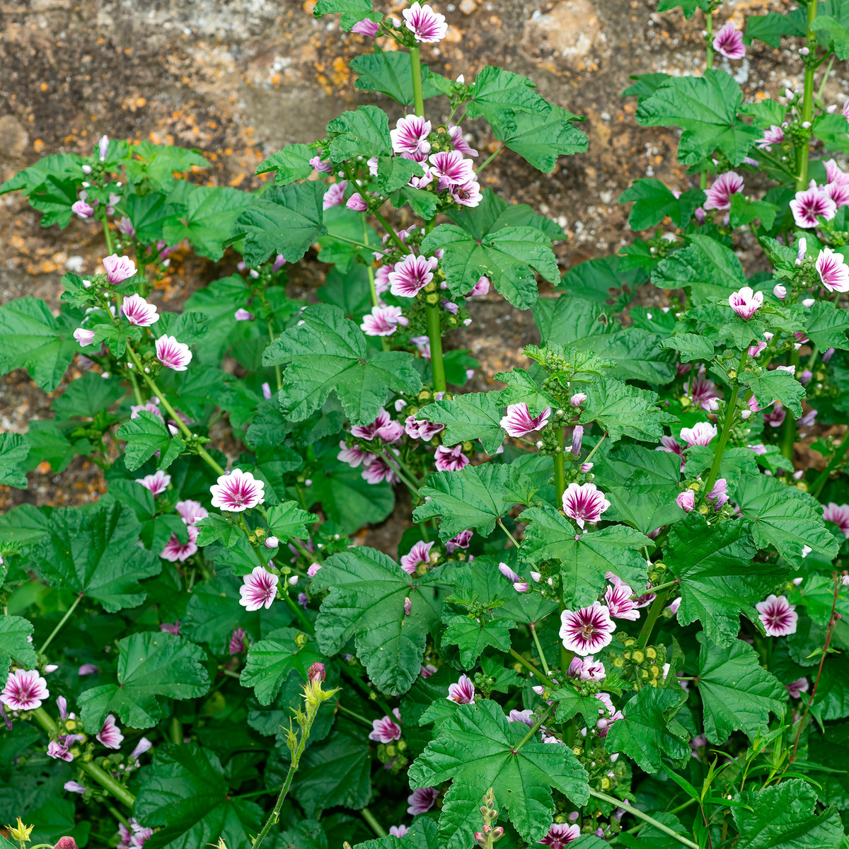 Mauves - 2 Mauves zébrées - Malva sylvestris Zebrina